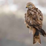 La Junta de Andalucía y GREFA iniciarán en 2021 en Cazorla un programa de sueltas del amenazado milano real