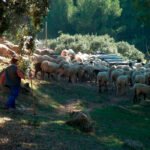 Extremadura debe pagar 15 millones de multa a la UE por las ayuda de pastos de la PAC: Exigen responsabilidades políticas