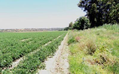 Bruselas publica una lista de prácticas agrícolas de potencial apoyo como eco-esquemas en la PAC 2023-27