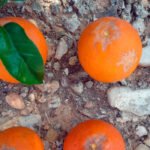 Andalucía declara oficialmente la existencia de una nueva plaga de insectos que afecta a cítricos y berries