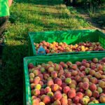 Exigen a la Junta que aclare las condiciones de trabajo tras la nulidad del convenio del campo extemeño