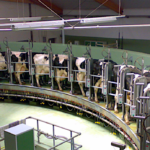 Oposición ganadera al «traje a medida» que el Ayuntamiento de Noviercas quiere aprobar para instalar una macrovaquería