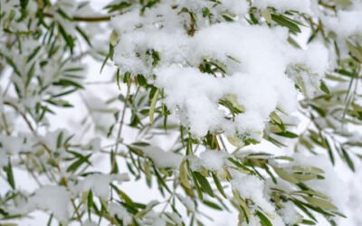 La influencia de la poda del olivo al paso de Filomena