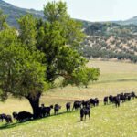 Contundente crítica desde Andalucía a la reforma de la PAC: «Es la más politizada y la menos transparente que nunca”