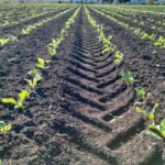 El periodo transitorio de la PAC ya es cuestión de Estado: Las CCAA del PP se oponen a su aplicación de la manera unilateral de Planas