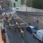 Retiran a un ganadero el aprovechamiento de pastos municipales por acortar el camino y cruzar las calles de Teruel