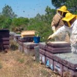 El sector apícola de la Comunitat presenta al Consell un Plan de Viabilidad para evitar la desaparición del sector