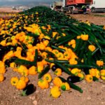 Vender por debajo de coste: Del movimiento que unió a todo el campo a la división de todo sector el agroalimentario español