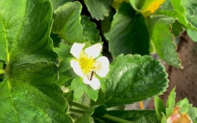 Koppert frena al pulgón en la fresa de Huelva con una mosca autóctona