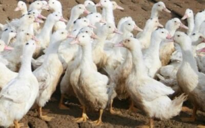 La gripe aviar continúa su expansión en Europa y sobre todo en el Suroste francés