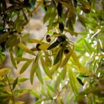 QvExtra! Internacional se une a Sustainolive, proyecto internacional a favor de la sostenibilidad olivarera