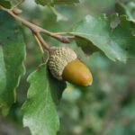 Un estudio documenta la distribución geográfica de los robles ibéricos y su interés para facilitar modelos predictivos sobre cambio climático