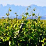 El Tribunal Supremo anula la orden que limitaba la superficie de plantación de viñas con producciones destino Cava