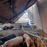 El mundo rural, el gran olvidado del desastre de Filomena: Quedan muchos animales aislados por falta de limpieza de los caminos rurales