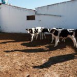 Los ganaderos de leche enfurecen con ciertas industrias lácteas: «Ofertar contratos a la baja es inasumible»