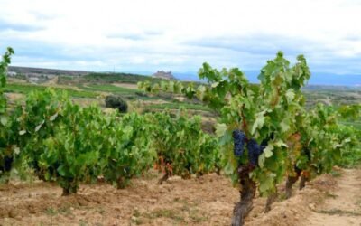 Bruselas prorroga un año las medidas de apoyo al sector vitivinícola por la pandemia