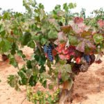 Viticultores valencianos llevan un año sin ingresos y reclaman al Consell que agilice los pagos pendientes