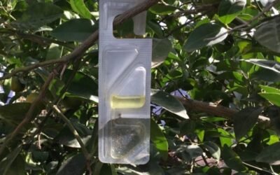 Vynyty Citrus, la solución de Bayer a base de feromonas para la lucha contra el cotonet