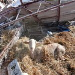 Filomena: El Gobierno declara zona catastrófica en 8 CCAA, pero las ayudas para el campo son de 9.000 euros máximo por daños