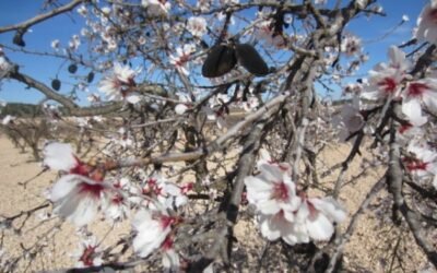 La avispilla del almendro, una nueva preocupación para los productores de almendra