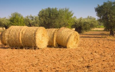 El Acceso a la Tierra en España: problemática y efectos sobre el relevo generacional