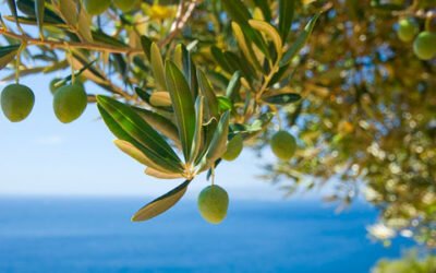 Artolio, un proyecto para ayudar a los pequeños productores de aceite de oliva del Mediterráneo