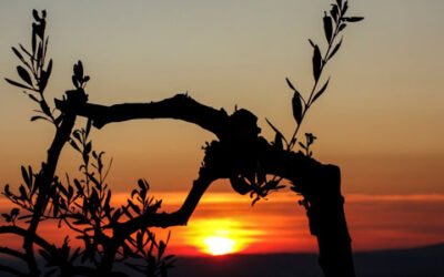 Real Decreto PAC aprobado: ayudas en 2021 y 2022 y penalización a la recolección nocturna