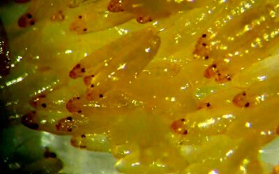 El tratamiento del alpeorujo mediante insectos generaría ingresos adicionales al sector por valor de 600 millones de euros