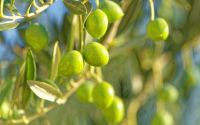 Brasil adelanta el inicio la recolección de la aceituna