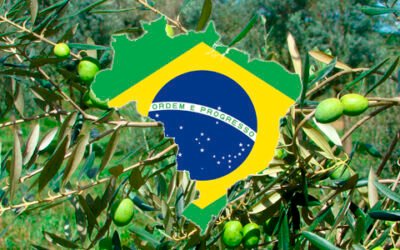 Récord de las importaciones de aceite de oliva de Brasil en 2020 con más de 110.000 t.