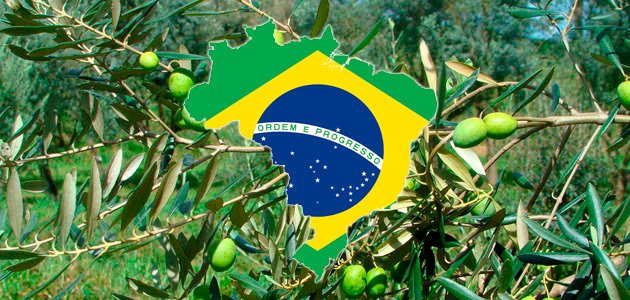 Récord de las importaciones de aceite de oliva de Brasil en 2020 con más de 110.000 t.