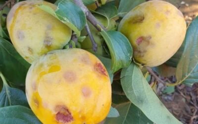 Agroseguro abona 14,3 M€ en indemnizaciones por siniestros en cultivos de caqui en Valencia