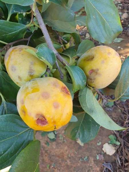 Agroseguro abona 14,3 M€ en indemnizaciones por siniestros en cultivos de caqui en Valencia