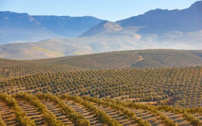 La IGP Aceite de Jaén se incorpora a la Fundación Certióleo