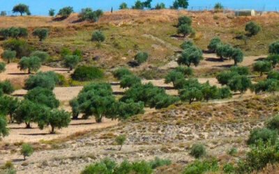 La salud del suelo: clave de la sostenibilidad y la productividad de la agricultura
