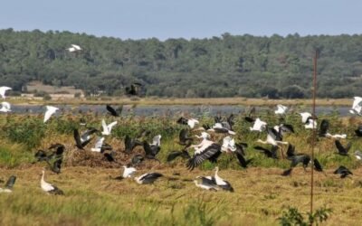 Detectadas cuatro aves silvestres muertas con «gripe aviar» altamente contagiosa en Girona