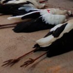 Nuevo caso de gripe aviar en España con cuatro animales muertos, tres cigüeñas y una oca salvaje en el Parque Natural del Empordà