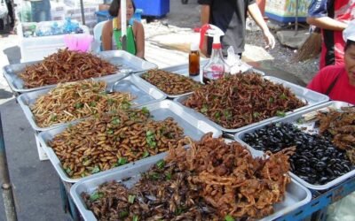 La Agencia Europea de Seguridad Alimentaria avala los insectos como nuevo alimento