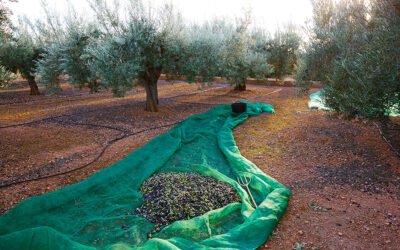 Buen ritmo de comercialización y bajos rendimientos caracterizan las salidas de diciembre