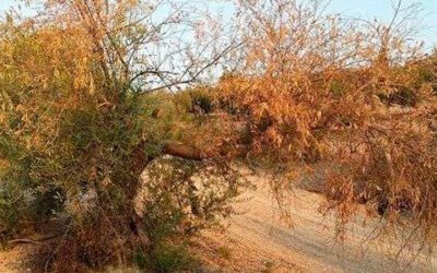 El manejo integrado de enfermedades reduce la incidencia de verticilosis en el olivar