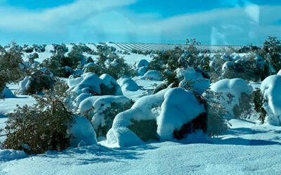 El temporal de nieve deja pérdidas de 12 millones de euros en el olivar madrileño