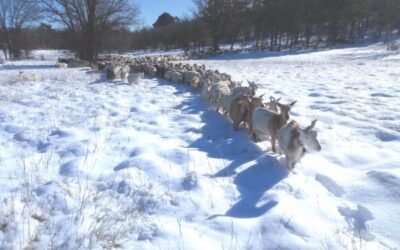 ASAJA de Castilla-La Mancha alerta de las graves repercusiones del temporal sobre la ganadería extensiva