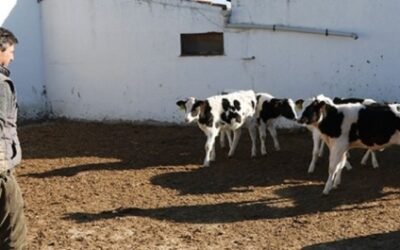 UPA pide a los ganaderos no firmar propuestas de contratos anuales con las lácteas por debajo de costes