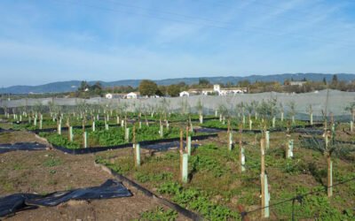 Koroneiki, Frantoio y Arbosana: punto de partida para nuevas variedades resistentes al verticilosis