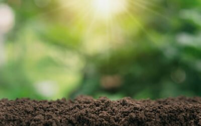 La salud del suelo: factores e influencia sobre los agrosistemas