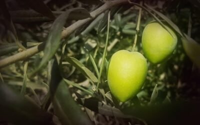 El consumo y el gasto de #aceitunas se mantiene estable durante los últimos 5 años. Entre 2015-2019, el consumo más elevado se produjo en 2016 y el mayor gasto en 2018, según el informe que la agencia estatal Mercasa.
https://www.mercacei.com/noticia/53863/actualidad/el-consumo-y-el-gasto-de-aceitunas-se-mantiene-estable-durante-los-ultimos-cinco-anos.html?fbclid=IwAR02_VlMMxc6YRyd6awlm266sfiSB0qc5WRbfWIMRA7FO3lSNS8JBy987zc