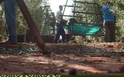 Día Mundial de la acción frente al #calentamientoterrestre. Este día fue designado por la ONU con el objetivo de crear conciencia y sensibilizar a los habitantes de nuestro #planeta sobre el #cambioclimático y los impactos #ambientales que esta ocasiona. #manzanillaolivefomenta