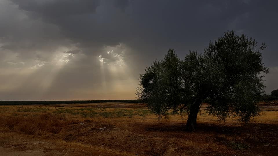 Una tesis propone una #solución para conocer la evolución del #olivar. Con un análisis automático de #imágenes se puede llegar a predecir la próxima #cosecha, estudiar la #sostenibilidad de la plantación, conocer su #evolución en el tiempo… https://www.mercacei.com/noticia/53962/actualidad/una-tesis-propone-una-solucion-innovadora-para-conocer-la-evolucion-de-plantaciones-de-olivar.html