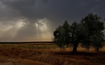 Una tesis propone una #solución para conocer la evolución del #olivar. Con un análisis automático de #imágenes se puede llegar a predecir la próxima #cosecha, estudiar la #sostenibilidad de la plantación, conocer su #evolución en el tiempo… https://www.mercacei.com/noticia/53962/actualidad/una-tesis-propone-una-solucion-innovadora-para-conocer-la-evolucion-de-plantaciones-de-olivar.html