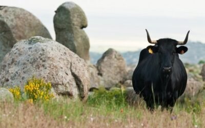 Aecrani celebra este año su 50 aniversario